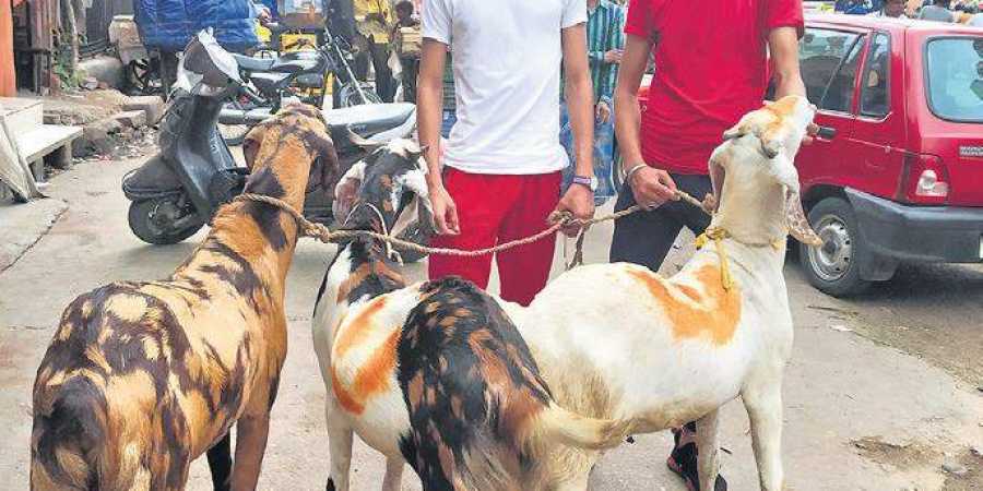 goats