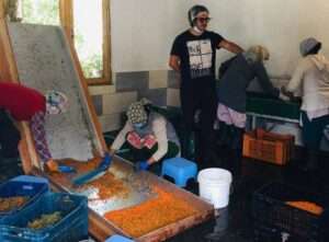 Women engaged in pulping of seabuckthorn berries