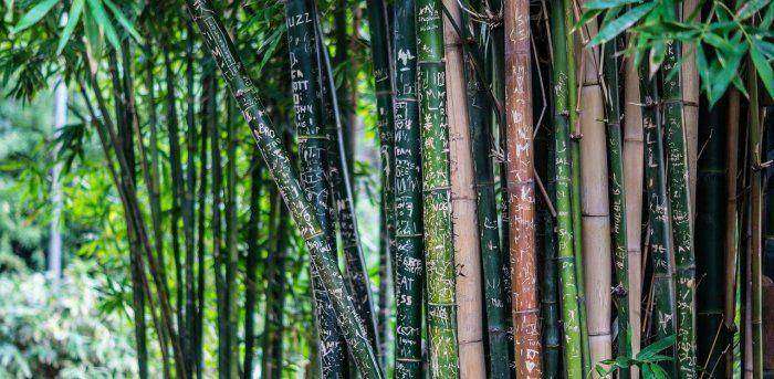 Bamboo in Jammu