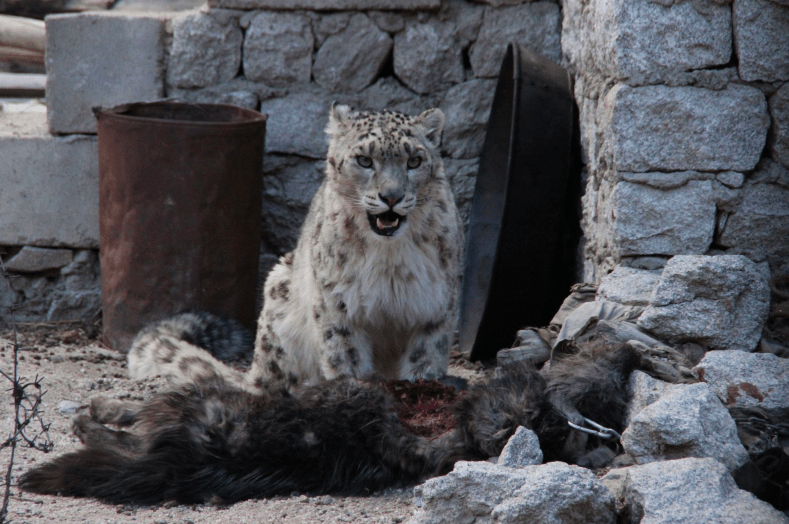 Snow Leopard