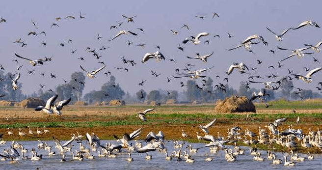 Gharana Wetland