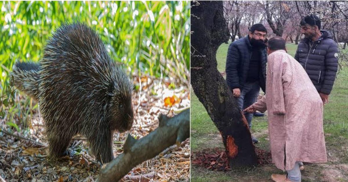 fruit growers in kashmir