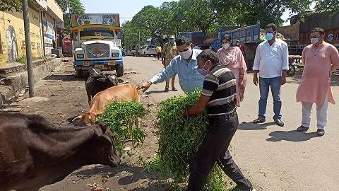 Municipal Corporation Jammu feeding stray dogs and cattleMunicipal Corporation Jammu feeding stray dogs and cattle