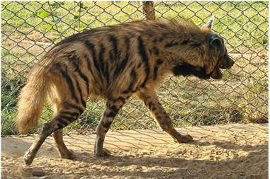 Striped hyenas to roar into Jambu Zoo as new star attraction