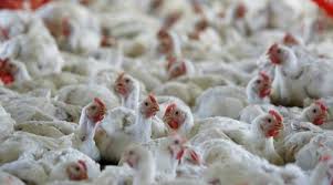 Minister launches new layer house to boost J&K’s poultry push