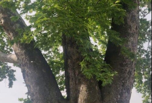 Kashmir’s iconic Chinars must not become casualties of development: EPG