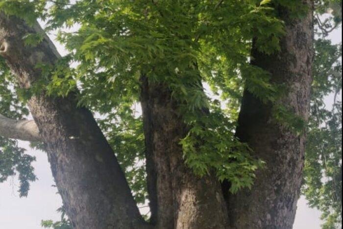 Kashmir’s iconic Chinars must not become casualties of development: EPG