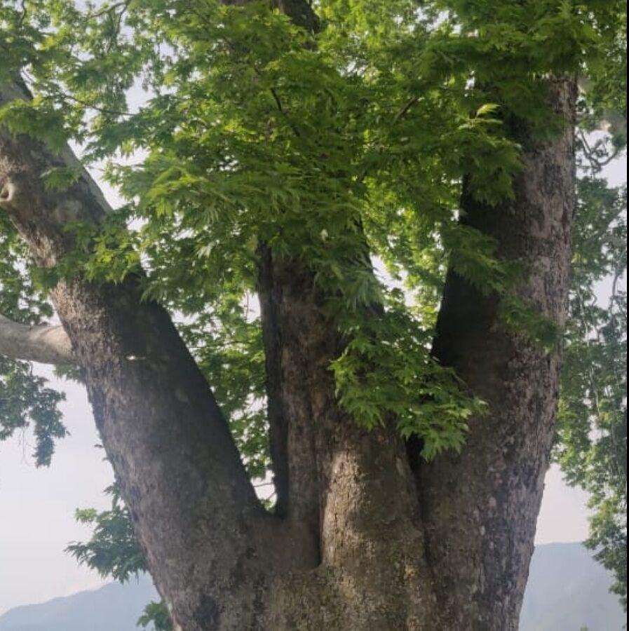 Kashmir’s iconic Chinars must not become casualties of development: EPG