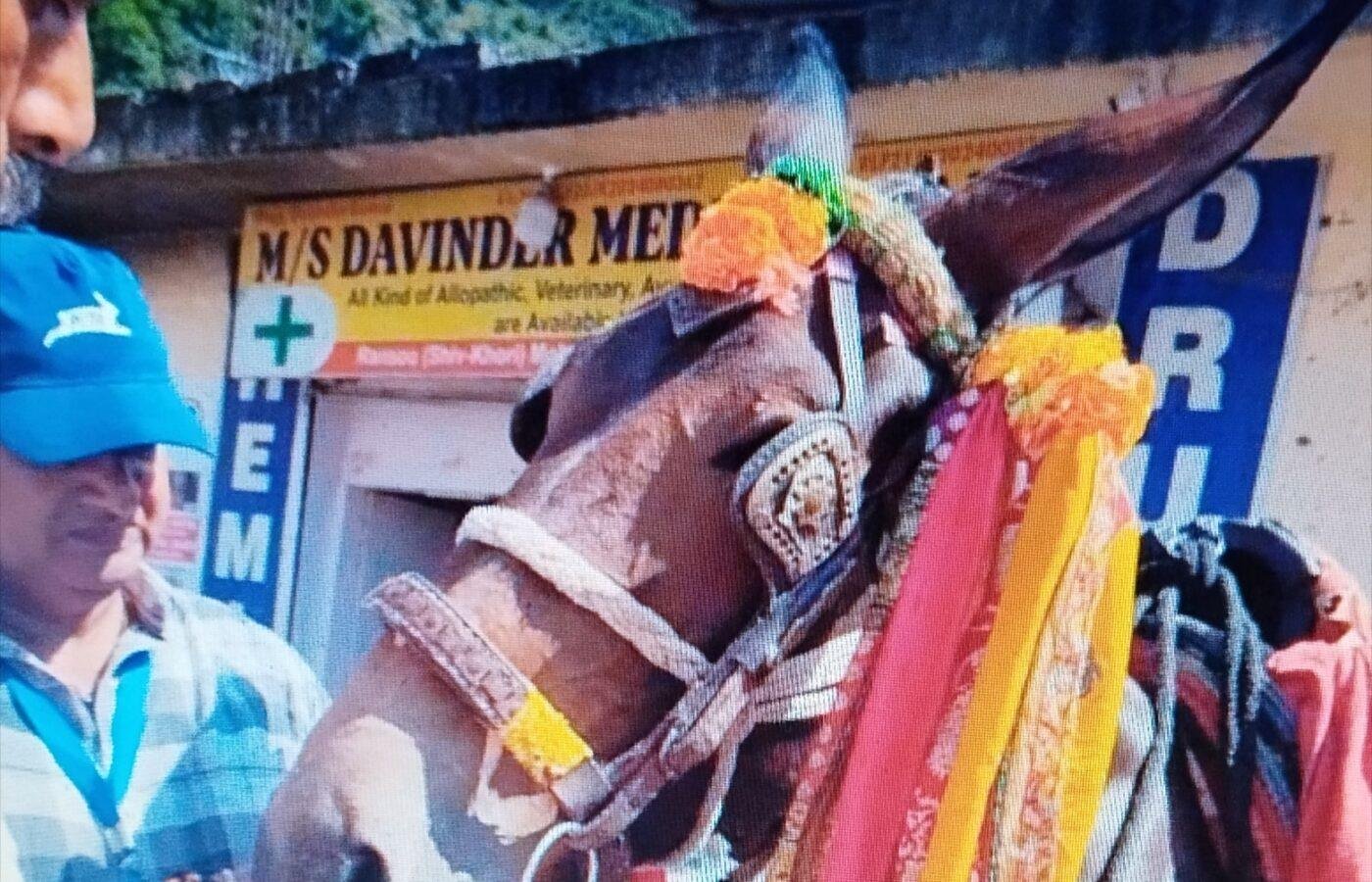 140 ‘Thorn’ bits seized in Jammu region in drive against cruelty to horses
