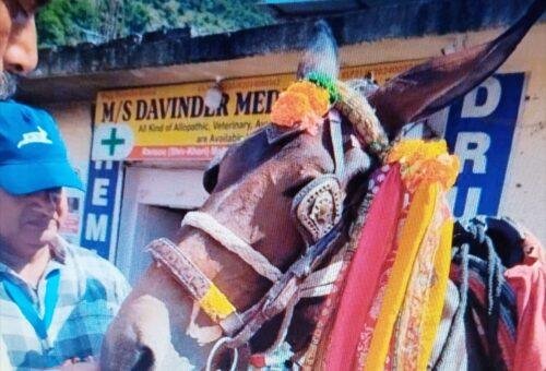 140 ‘Thorn’ bits seized in Jammu region in drive against cruelty to horses