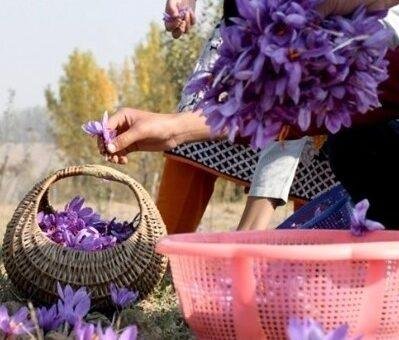 Ladakh tests saffron as new high-value crop
