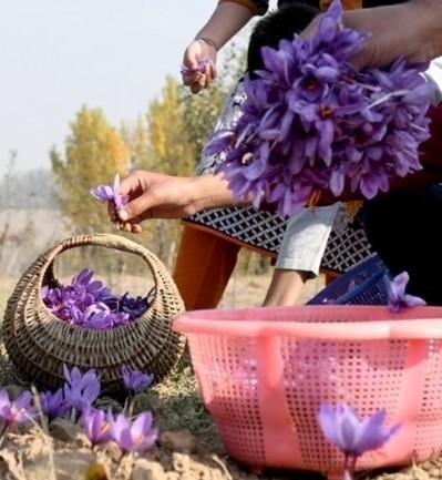 Ladakh tests saffron as new high-value crop